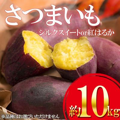 ふるさと納税 玉名市 熊本県産さつまいも約10kg シルクスイートor紅はるか(玉名市)