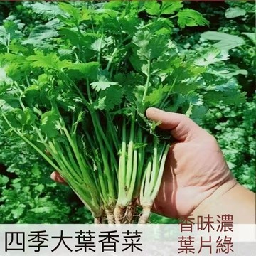 現貨 香菜種子（500粒） 芫荽種子 速生香菜種子 濃香型 四季盆栽蔬菜 香菜籽食用 農家蔬菜 速生 三天出芽 香料種子