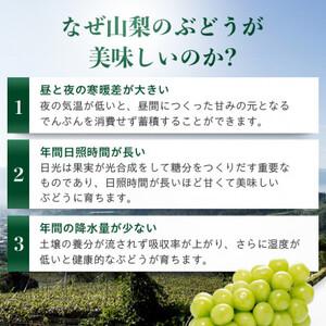 ふるさと納税 シャインマスカット 2房 1〜1.5kg 山梨県山梨市