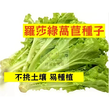 🌱【現貨-隔日到店】 羅莎綠萵苣種子WJ-1 適應力強常見青菜 早熟品種 易種植 生菜 大陸妹菜 抗病性強 盆栽蔬菜種子