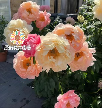 青禾園藝-黃金芍藥花種子 （SY-15）花色係重辦濃香型多年生觀賞花卉耐熱大花型庭院陽台盆栽非牡丹四季可種植#自留種