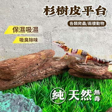 宏洋水族【🌲進口杉樹皮 平台】烏龜 守宮 蜥蜴 爬蟲 熱帶爬蟲 陸龜 箱龜  曬背台 吸濕 保濕保暖 爬缸造景 樹皮塊