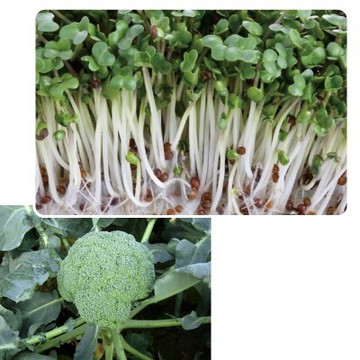 【拈花微笑】養生青花菜苗｜種子｜5g｜非基因改造種子｜蔬菜｜蔬果｜有機無毒｜高發芽率