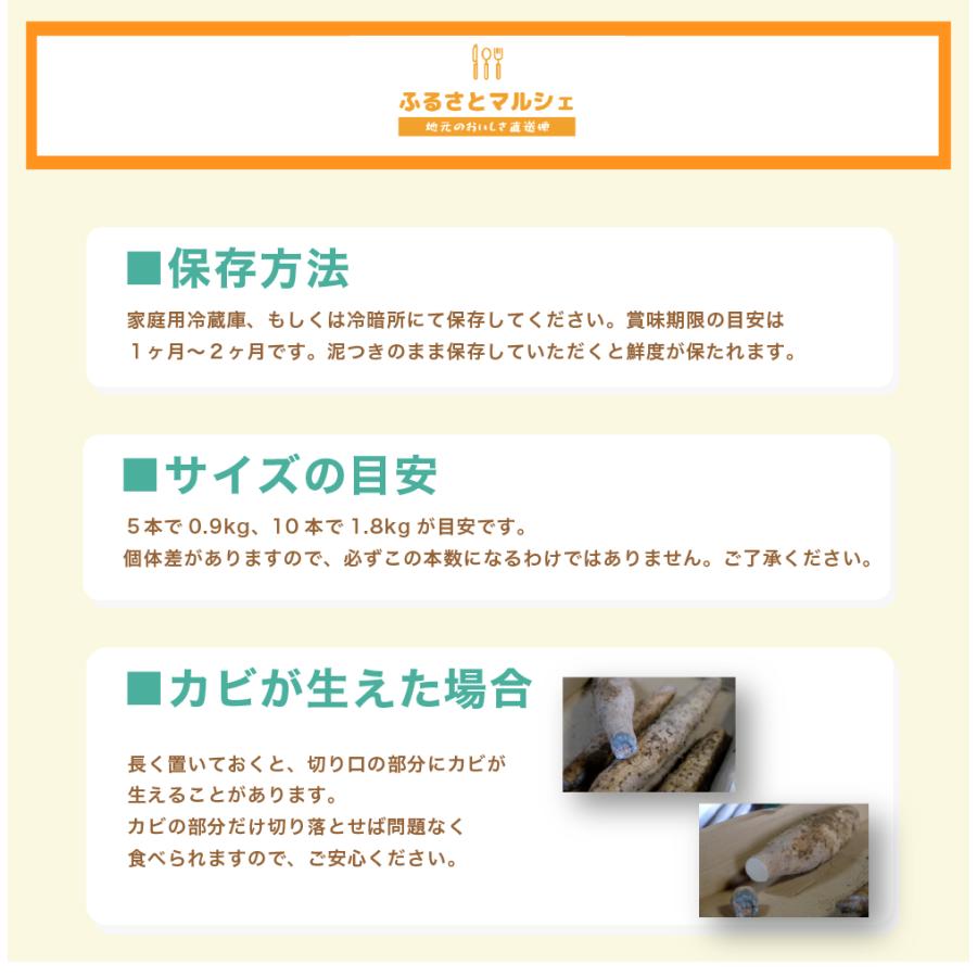 ご自宅用 大和芋 ヤマトイモ  5本 約 0.9Kg 贈答用にも 群馬県産 送料無料