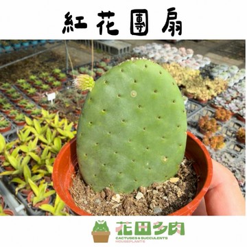 《花田多肉》🌵【紅花團扇/胭脂扇】 3吋盆 多肉植物/仙人掌/戶外植物