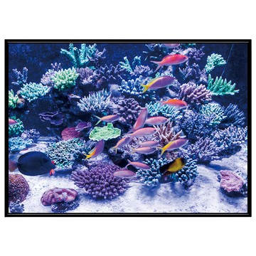 菠蘿選畫所 海底世界魚群掛畫 - 居家裝飾藝術品  40 x 30cm  黑色