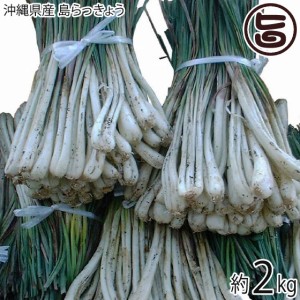 沖縄産島らっきょう 2kg 沖縄 人気 南国野菜 希少 土産