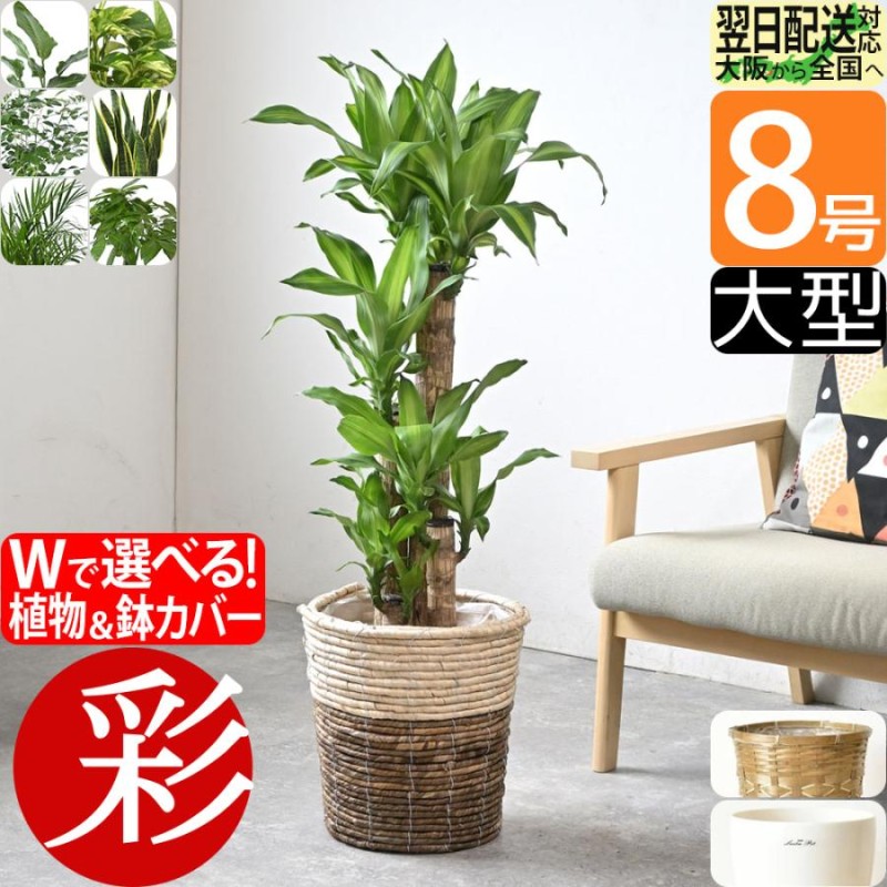 観葉植物 8号鉢 種類 選べる 鉢カバー付きセット 大型 パキラ ユッカ ゲッキツ サンスベリア アレカヤシ ポトス 幸福の木 オーガスタ ガジュマル  LINEショッピング