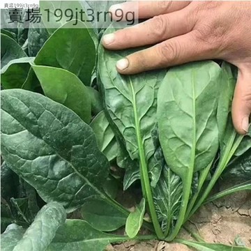 現貨 菠菜種子（500粒）四季家庭蔬菜 小尖葉菠菜種子大葉菠菜 小葉土菠菜家庭種植品種地道農家味蔬菜種籽