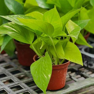 黃金葛【大里種苗】3吋│觀葉植物│室內植物│好照顧│新手適合│居家綠化│耐陰