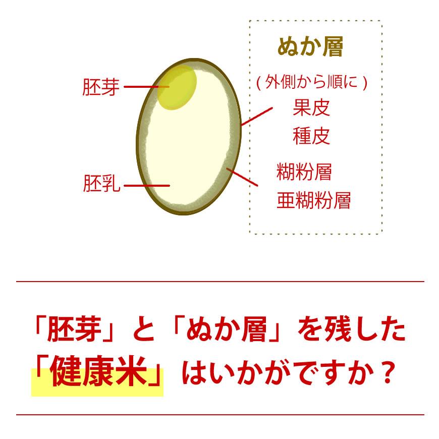  お米 10kg イクヒカリ 10kg 5kg×2袋 令和5年産   お祝い お歳暮 ギフト お取り寄せグルメ　 鹿児島県