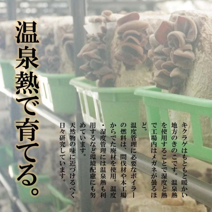 きくらげ 生 国産 500g 北海道産 生きくらげ 送料無料 無農薬 ビタミンD 菌床 栽培 キクラゲ 冷蔵 お取り寄せ 食物繊維 しゃぶしゃぶ 天ぷら わさび醤油