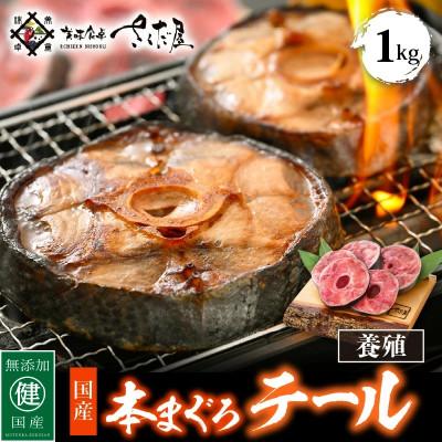 ふるさと納税 越前町 本マグロテール1kg!!