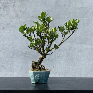 小品盆栽-梔子花 日本品種一寸法師 盆景 送禮