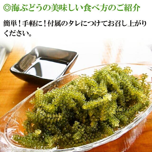 海ぶどう 沖縄産 100g 天皇杯受賞(クビレヅタ：海水入り海ブドウ) うみぶどう 専用タレ付  送料無料