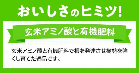 宮崎県産完熟マンゴー「果実の宝石」Ｌ×２玉