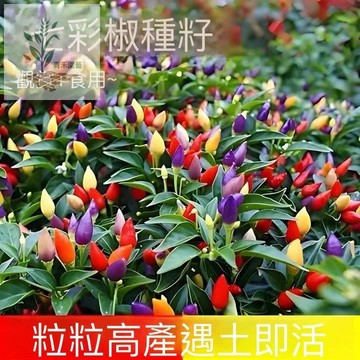 青禾園藝（七彩椒種子）四季種植 彩虹色果實 一株7色 觀賞食用兩用 陽台盆栽首選 辣度適中 現貨高發芽率