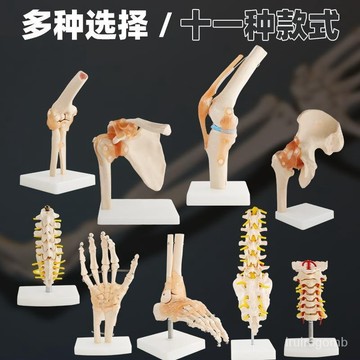 🔥桃園有貨/限時下殺🔥人體膝關節模型功能肩 肘 手 腳 髖可動骨骼醫學骨架六大關節 PWCU