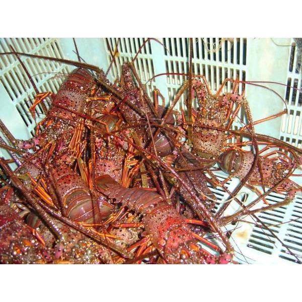 伊勢海老 ３尾 １ｋｇ わけあり 大きめサイズ 送料無料 [活伊勢海老]