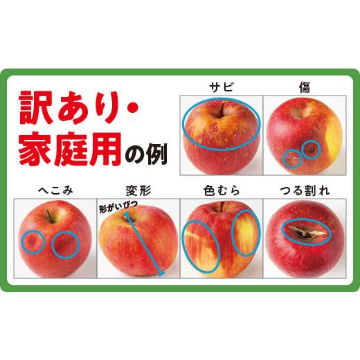 ふるさと納税 長野県 飯綱町  りんご サンふじ １０Kg （ 24〜50玉 ） 訳あり 果物 長野 感謝りん…