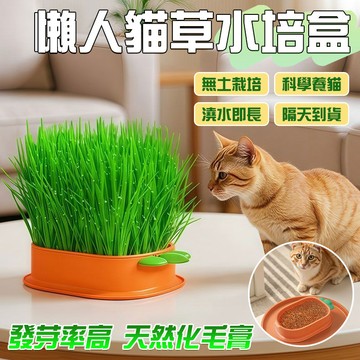 🔥不發芽包退 台灣出貨🔥自種貓草 水培貓草盆栽 貓草種子 貓草盒 貓咪零食小麥草種子 貓草盆 新鮮貓草盆栽 貓草水培