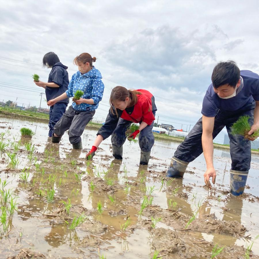 新米 米 お米 胚芽米 あきたこまち 5kg 令和5年産 秋田県産 農家直送 古代米お試し袋付き