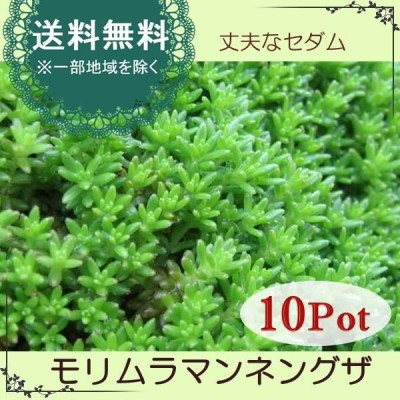 グランドカバー セダム モリムラマンネングサ (多肉植物 森村万年草) 水っぽく 9.0ｐ 30本