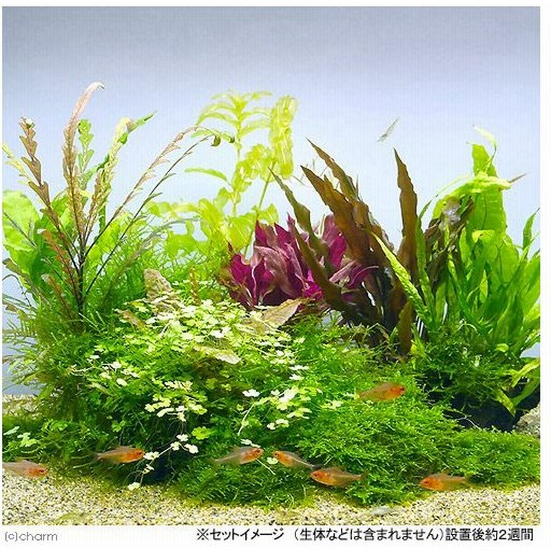 水草 草たちの水景 ６０ｃｍ水槽レイアウトセット １セット 沖縄別途送料 通販 Lineポイント最大0 5 Get Lineショッピング