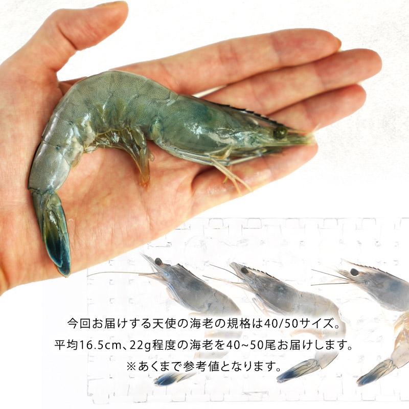 ニューカレドニア産　天使の海老 1kg 40 50サイズ 40〜50尾入り［冷凍］ 