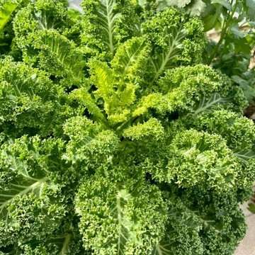 🥬（羽衣甘藍種子）|100粒入| 四季播種 有機高鈣耐寒食用橄欖菜 大田盆栽 易種植葉牡丹、牡丹菜蔬菜種子 可觀賞高产量