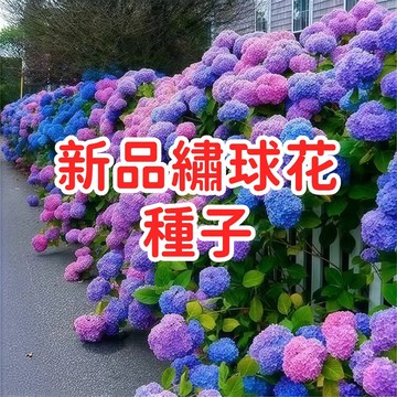 【新品繡球花種子】 八仙花種子 花卉種子 觀賞植物 庭院盆栽 易種 開花 多年生 台灣適種 四季開花植物