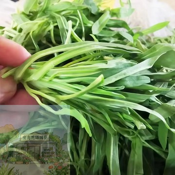 🔥 【四季麵條菜種子】  當季特色蔬菜種籽  四季種植 新手易種植  現採現吃  鮮嫩可口 室內陽台可栽  #自留種