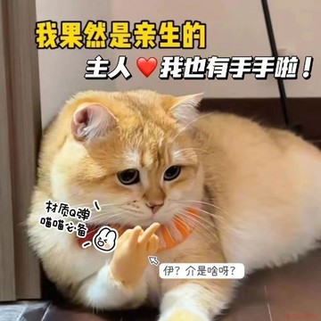 甄選好物🌈貓咪手指高彈力逗貓可愛手掌剪刀手套整蠱搞笑軟膠玩具同款