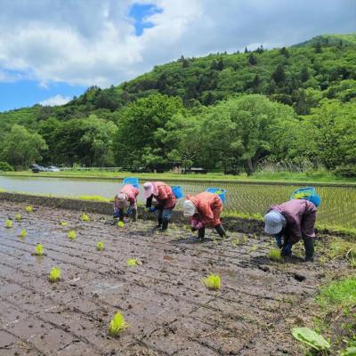 ふるさと納税 遠野市 令和5年産 新米 先行受付 ササニシキ 玄米 1.5kg  栽培期間中農薬不使用