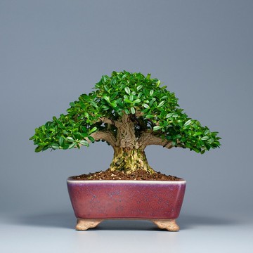 【空間擺設】精品盆栽 送禮推薦 雅緻生活