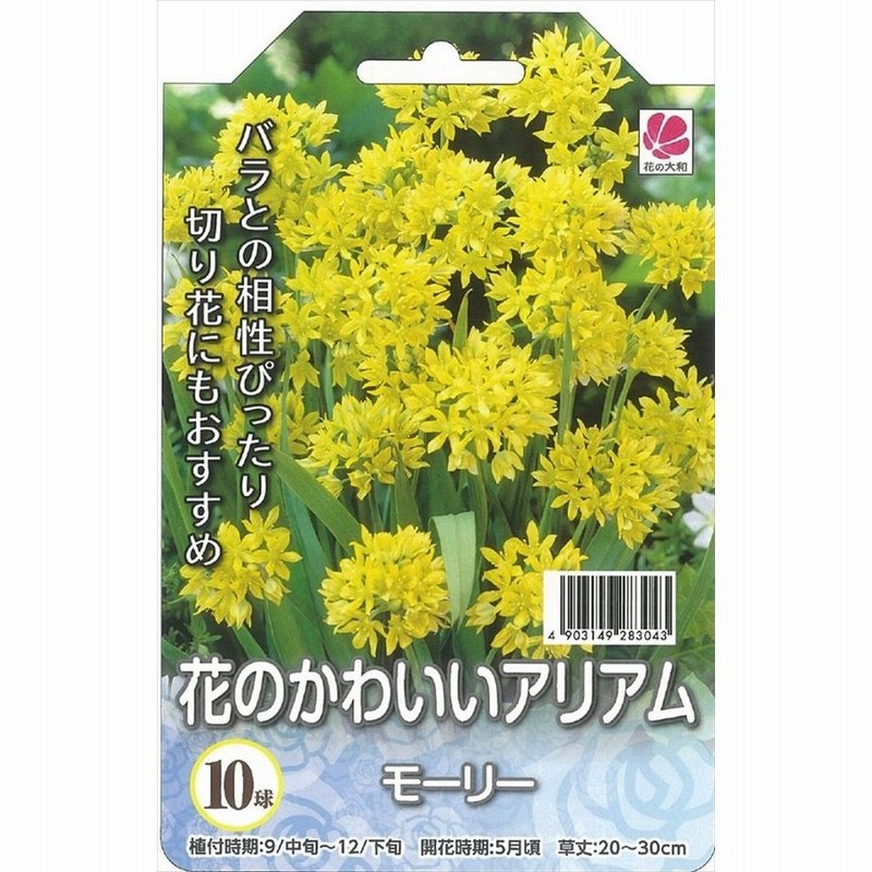 予約販売 花の大和 球根 花のかわいいアリアム モーリー 10球 10月中旬以降発送 通販 LINEポイント最大0.5%GET LINEショッピング