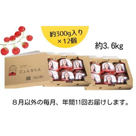 ふるさと納税 モリヒロ園芸が育てたじょんならんトマトの定期便B　約300g×12個入り（年間11回） 香川県観音寺市