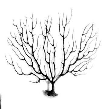 天然海樹黑鐵樹標本 水族魚缸生態瓶造景DIY壁畫涼菜盤飾櫥窗裝飾