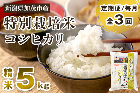 新潟県加茂市産 特別栽培米コシヒカリ 精米5kg 白米 従来品種コシヒカリ 加茂有機米生産組合 定期便 定期購入 定期 コシヒカリ 新潟県産コシヒカリ 米 お米