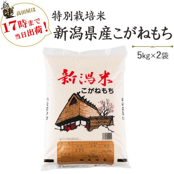 令和５年産　もち米10kg　特別栽培米新潟産こがねもち 5kg×2  送料無料(一部地域を除く)