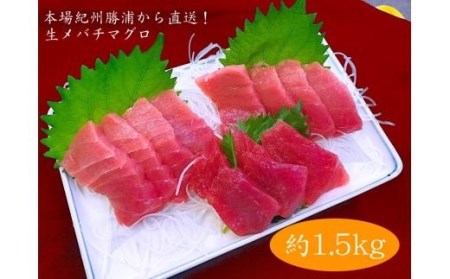 生まぐろの本場紀州勝浦から直送！　生メバチマグロ 約1.5kg