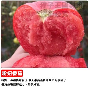 粉妞番茄種子 玫瑰番茄 粉色小番茄 水果番茄 高甜品種 陽台盆栽 家庭菜園 生食聖品 沙拉食材 好種易活 台灣現貨種子
