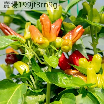 🌶️【土耳其花束 辣椒種子】🌶️新種上市 （微辣）高度約為60 -120CM緊湊型株,果實呈簇狀向上生長 庭院陽台盆栽種
