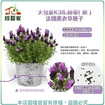 【綠藝家】大包裝K38.絲帶( 紫 )法國薰衣草種子 0.03克(約30顆) // 種植適溫：18~24。