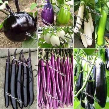 台灣現貨🍆 茄子種子（50粒）四季種植 特長茄子種子 綠長茄子 圓茄王 白茄子 四季播種蔬菜種籽 四季發芽 蔬菜種子