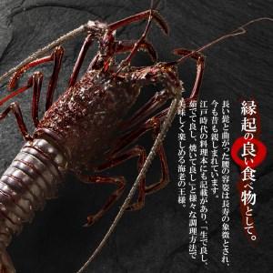 ふるさと納税 活き〆冷凍　特大伊勢海老１ｋｇ（１〜２尾） 鹿児島県和泊町