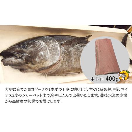 ふるさと納税 豊後まぐろ ヨコヅーナ刺身用・中トロ400g  鮪 マグロ 海鮮丼 刺し身 盛り合わせ 冷凍 魚の刺身 大分県産 九州産 津久見市 国産.. 大分県津久見市