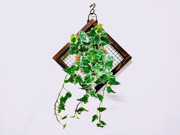 白斑常春藤苔球│板植│室內植物│窗邊植物│觀葉植物