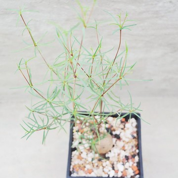 【荳荳多肉】【柳葉麒麟】喬遷│送禮│升遷│多肉植物