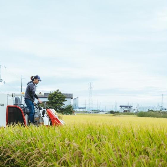 米・穀物 米 精米 有機無農薬おいしいお米（10kg） 産地直送